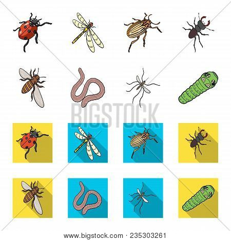 Arthropods Insect Mosquito, Bee.earth Worm, Caterpillar, Vermicular Set Collection Icons In Cartoon,