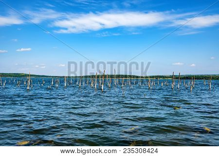 Beautiful Landscape With Several Dry Trees Growing In Lake