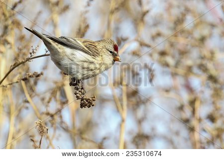 Common Redpoll Is Small Red Eyed Bird