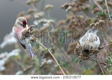 Common Redpoll Is Small Red Eyed Bird