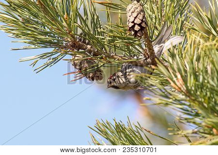 Common Redpoll Is Small Red Eyed Bird