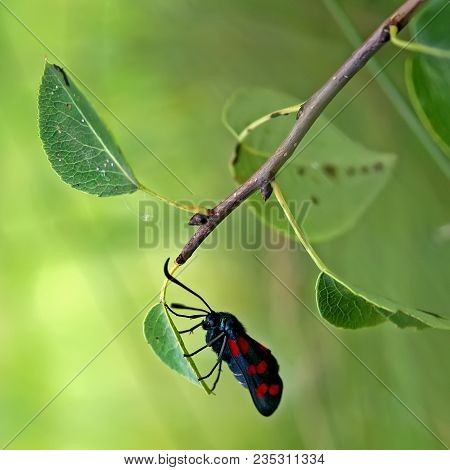 Zygaenidae Butterfly Is Sitting On The Leaf Of The Branch Tree