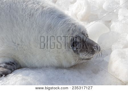 Sea Calf Baby Rest On The Ice On The Baltic Sea Coast