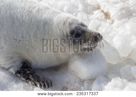 Sea Calf Baby Rest On The Ice On The Baltic Sea Coast