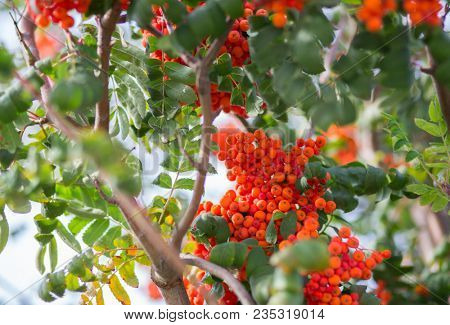 Ashberry. Ashberry tree at autumn. 