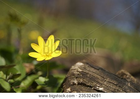 Spring Yellow Flowers In The Forest - Flowering Pilewort, Lesser Celandine, Ranunculus Ficaria