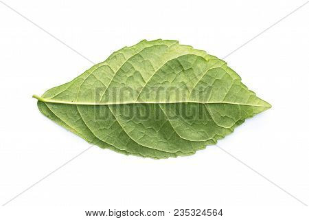 Siamese Rough Bush, Tooth Brush Tree Or Streblus Asper Lour Leaf On White Background Top View.