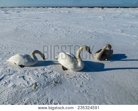 Freezing On The Ice Of The Riga Bay Swans In The Winter Of 2018.