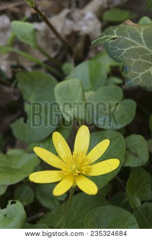 Spring Yellow Flowers In The Forest - Flowering Pilewort, Lesser Celandine, Ranunculus Ficaria