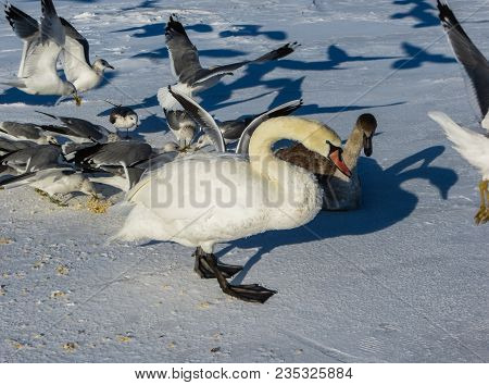 Freezing On The Ice Of The Riga Bay Swans In The Winter Of 2018.