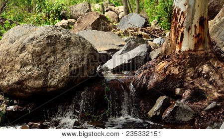 Ravine With Large Rocks, Eucalyptus Root And Natural Water, Valsequillo, Canary Islands
