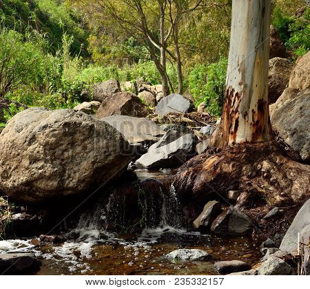 Ravine Of Valsequillo With Rain Water, Eucalyptus Root And Large Rocks, Gran Canaria