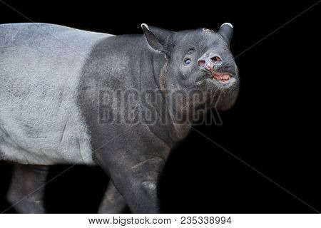Malayan Tapir Isolated On Black Background. Sniffing Animal. Cute Nose From Close.