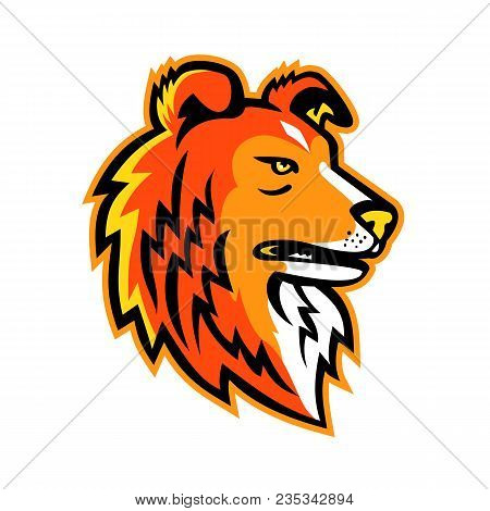 Mascot Icon Illustration Of Head Of A Shetland Sheepdog,shetland Collie, Dwarf Scotch Shepherd Or Al