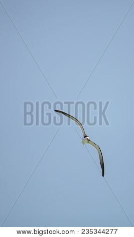 Black Skimmer Tern Rynchops Niger