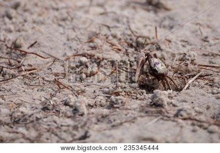 Fiddler Crab Uca Panacea Comes Out Of Its Burrow