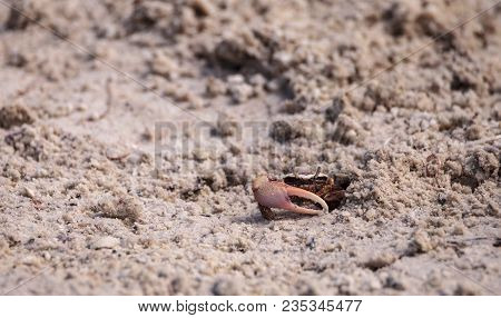 Fiddler Crab Uca Panacea Comes Out Of Its Burrow