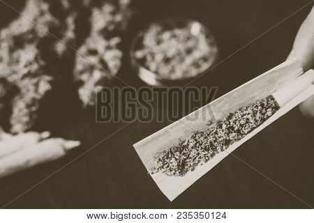 The Man Twists The Canth From Fresh Marijuana