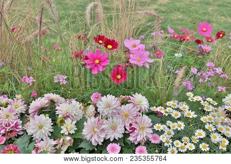 Cosmos Bipinnatus Cloroful Flowers Garden In Spring