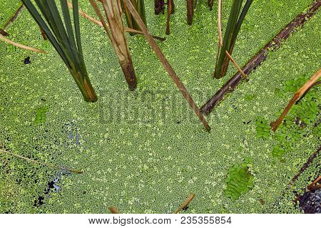 Swamp surface with green water plants