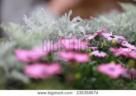 A Diasy Flower In Garden At Spring Time