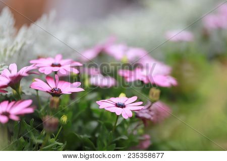 A Diasy Flower In Garden At Spring Time
