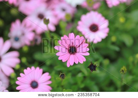 A Diasy Flower In Garden At Spring Time