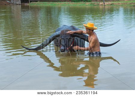 Kalasin, Thailand - May 21, 2016: Cattleman Without Shirt Bathing Buffalo With Extra Long Horns In R