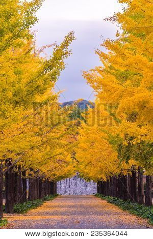 Ginkgo Road at Bandai Azuma Sport park Fukushima Japan