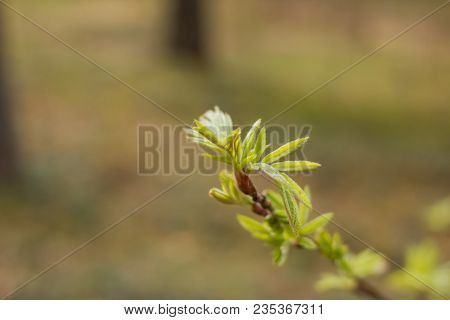 Young Green Leaves Of Mountain Ash In Early Spring. Beginning Of Springtime. Blurred Background, Foc