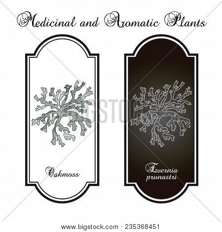 Oakmoss Evernia Prunastri , Medicinal Plant. Hand Drawn Botanical Vector Illustration