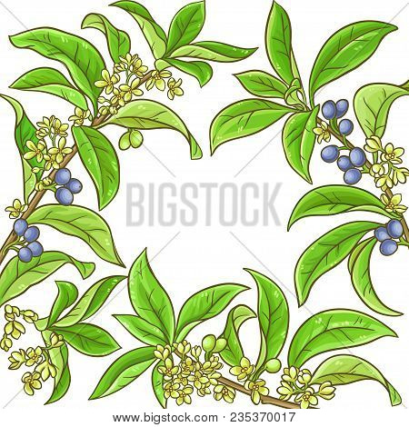 Osmanthus Plant Vector Frame On White Background