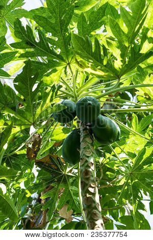 Melon Tree With Ripe Fruit, Carica Papaya Caricaceae From South America