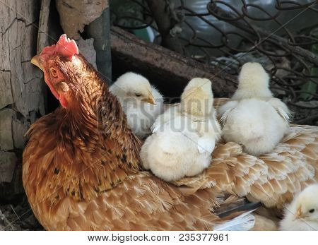 Red Hen And Four Chicken Sit On The Old Farmyard