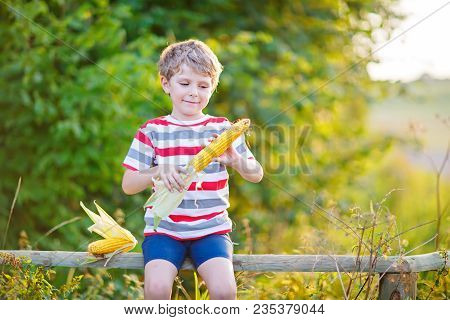 Happy Preschool Kid Boy With Glasses Holding Ears Of Corn On Farm In Field, Outdoors. Funny Child Hi