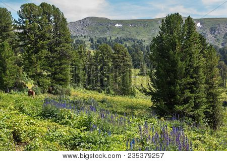 Echium Vulgar On A Meadow In The Background Of A Coniferous Forest. Altai Krai.