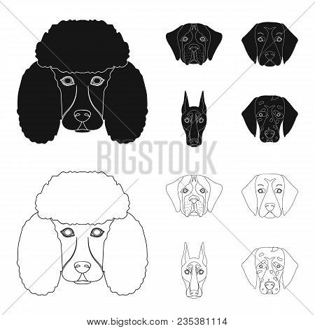 Muzzle Of Different Breeds Of Dogs.dog Of The Breed St. Bernard, Golden Retriever, Doberman, Dalmati