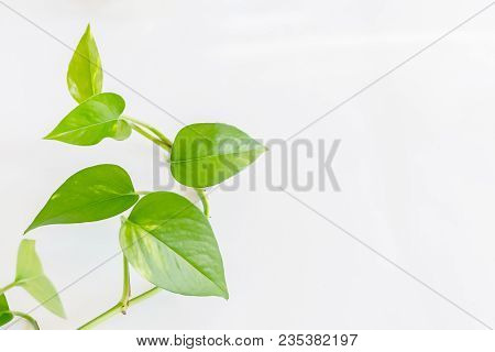 Beautiful Epipremnum Aureum Or Money Plant On White Background Isolated.  A Popular House Plante Cli