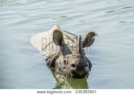 Rhinoceros unicornis, Indian rhinoceros bathing in Karnali river in Nepal