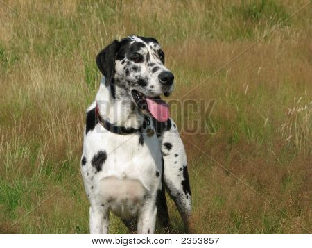 Dogue alemão