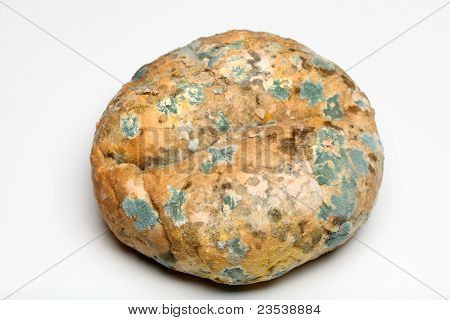 Mould Growing On Old Bread