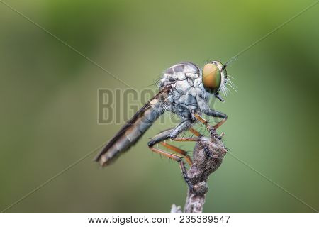 Close Up Of Robber Fly With Prey , Close Up Of Robber Fly (asilidae) Or Assassin Fly Waiting In Ambu