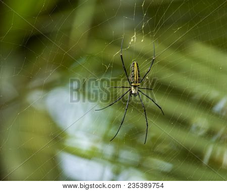 Golden Orb Weaver In Its Web In Blury Background In Bardia National Park, Nepal
