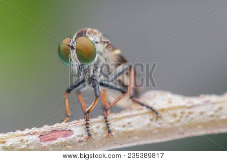 Close up of robber fly with prey , Close up of robber fly (Asilidae) or assassin fly waiting in ambu