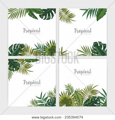 Collection Of Square Backdrops With Green Tropical Leaves. Bundle Of Backgrounds With Foliage Of Pal