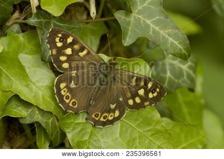 Speckled Wood Butterfly On Ivy - Parage Aegeria