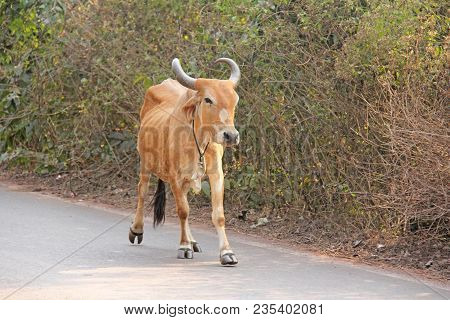 A Red Cow In India With A Bell, Goes On The Road. Beautiful Cow.