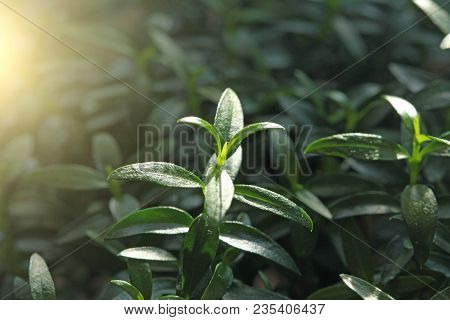 Green Floral Background. Young Green Leaves, Sprouts Or Shoots On The Myrtle Tree. Tree Myrtle. Spri