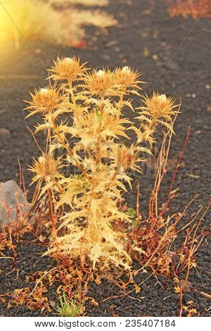 Yellow Moss And Spines On Mount Etna. Black Volcanic Earth, Volcanic Lava And Stones. Fog On Mount E