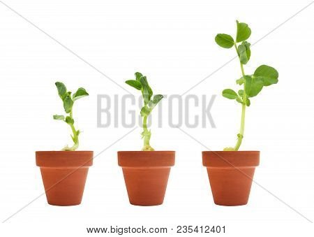 A Set Of Three Organic Pea Seeds Germination. Green Pea Sprouts In Clay Ceramic Unpainted Pots Ready